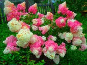 Hortensja bukietowa Hydrangea paniculata Vanille Fraise Renhy 10